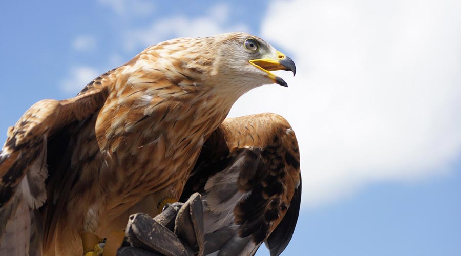 aigle-de-valmy